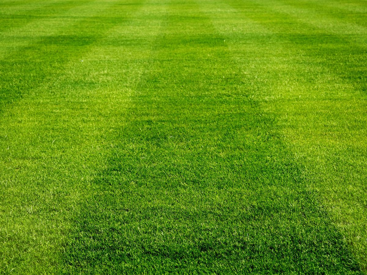 Kosten für Rollrasen aus Bad Bentheim Rasensorten & Preise